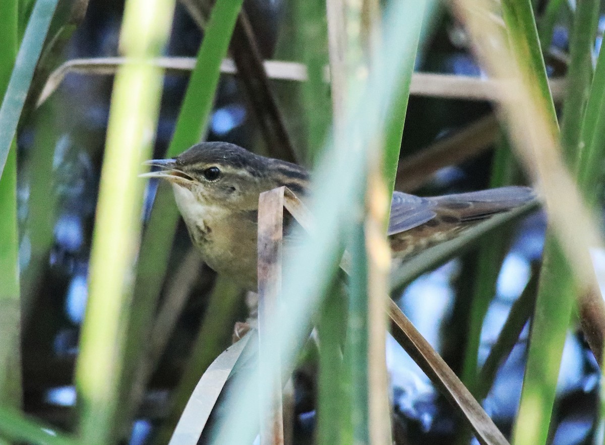 Pallas's Grasshopper Warbler - ML637496531