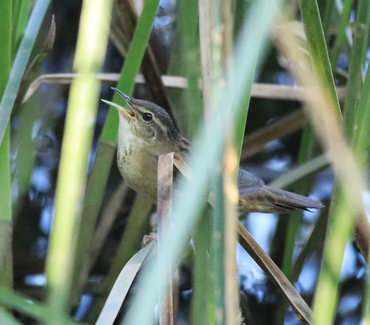 Pallas's Grasshopper Warbler - ML637496532
