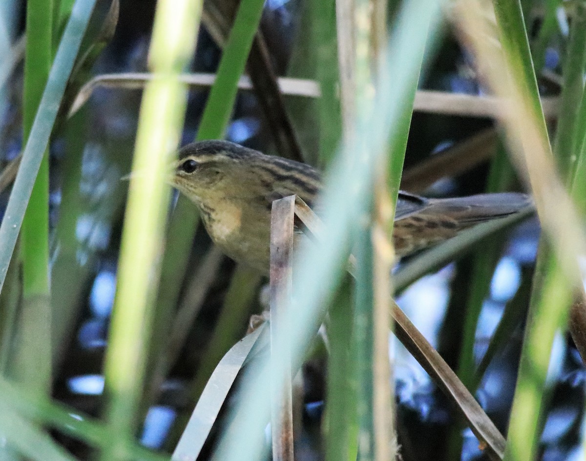 Pallas's Grasshopper Warbler - ML637496533