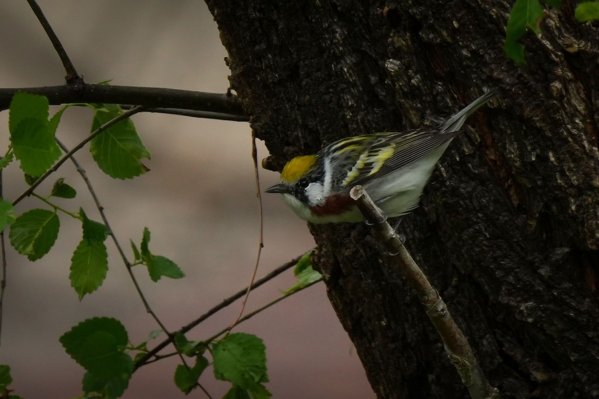 Chestnut-sided Warbler - ML637496544