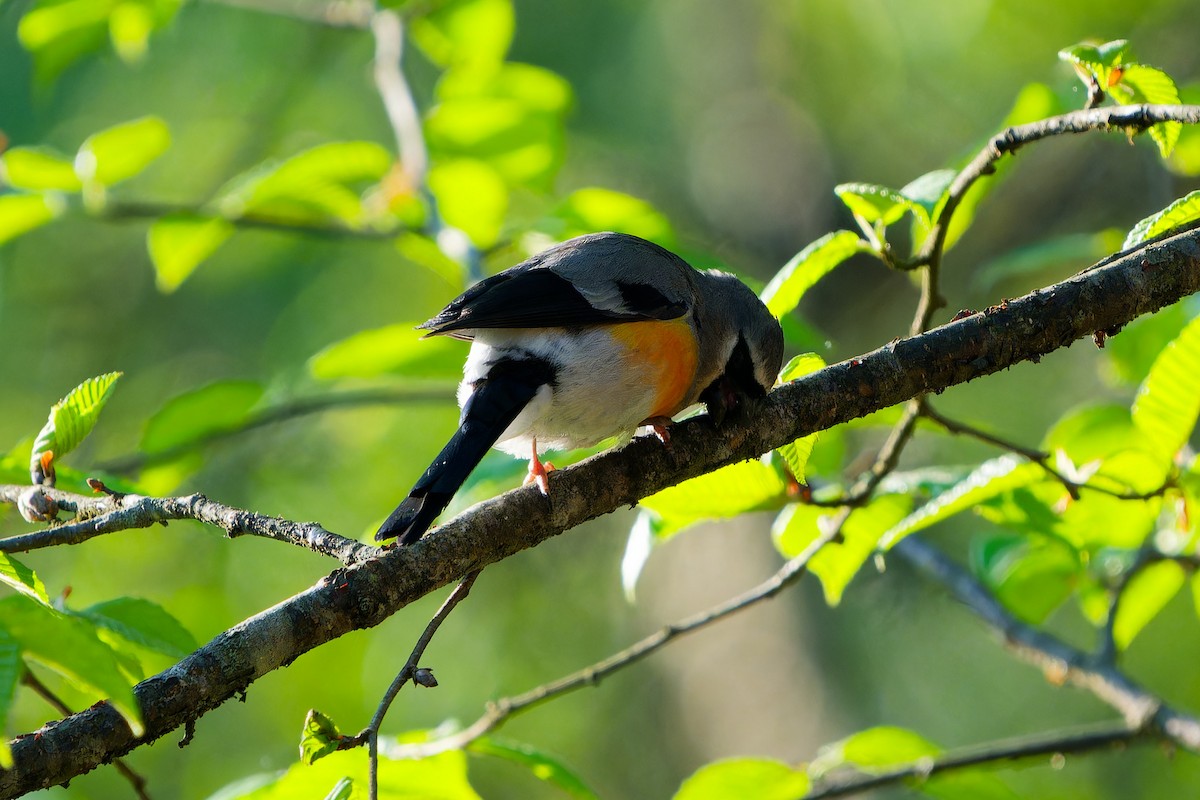 Gray-headed Bullfinch - ML637496548