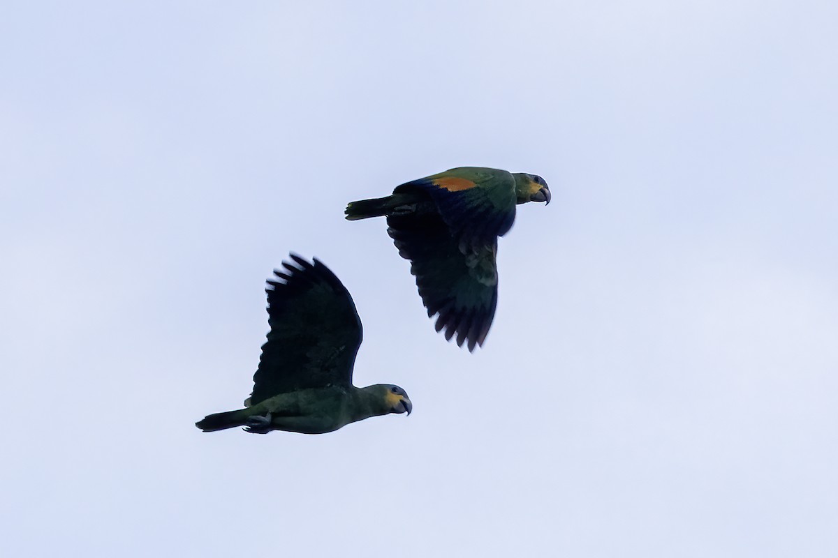 Orange-winged Amazon - ML637496549
