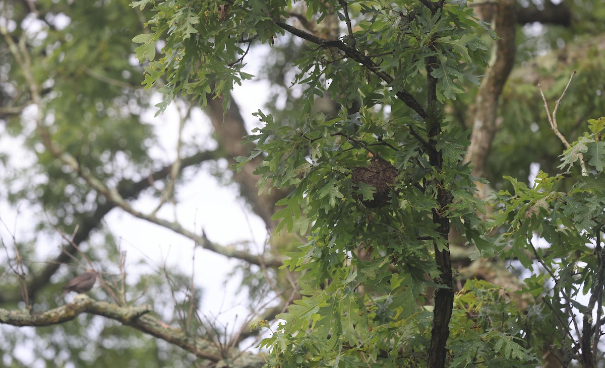 Brown-headed Cowbird - ML637496550