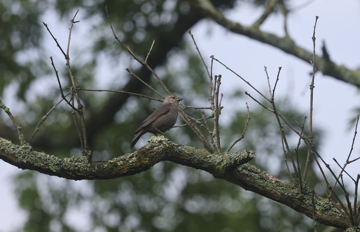 Brown-headed Cowbird - ML637496551