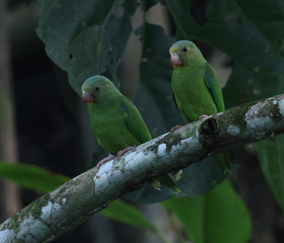 Cobalt-winged Parakeet - ML637496552