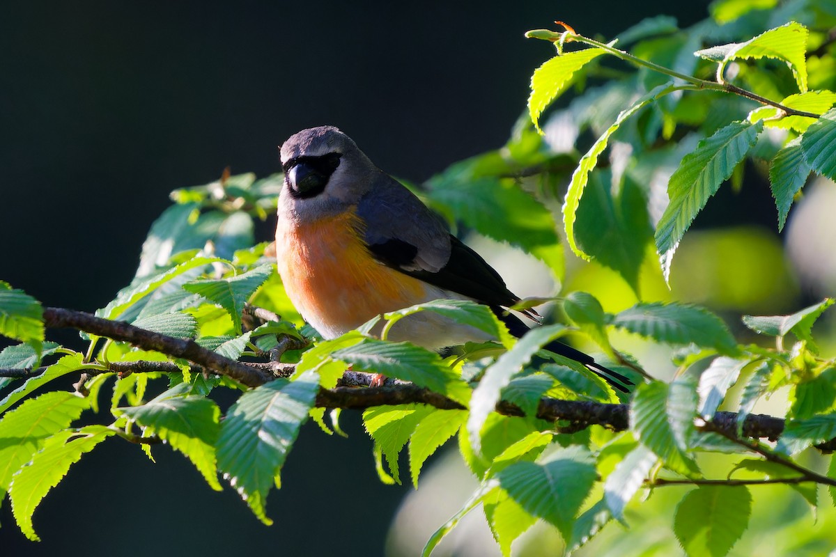 Gray-headed Bullfinch - ML637496554