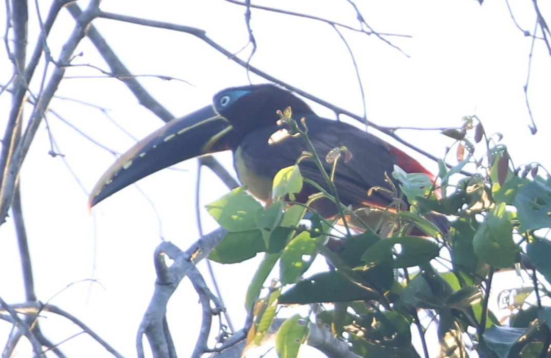Chestnut-eared Aracari - ML637496556