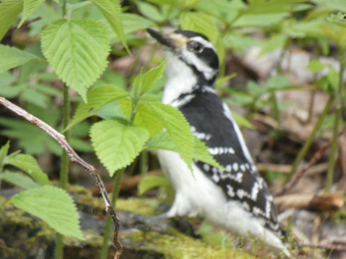 Hairy Woodpecker - ML637496558