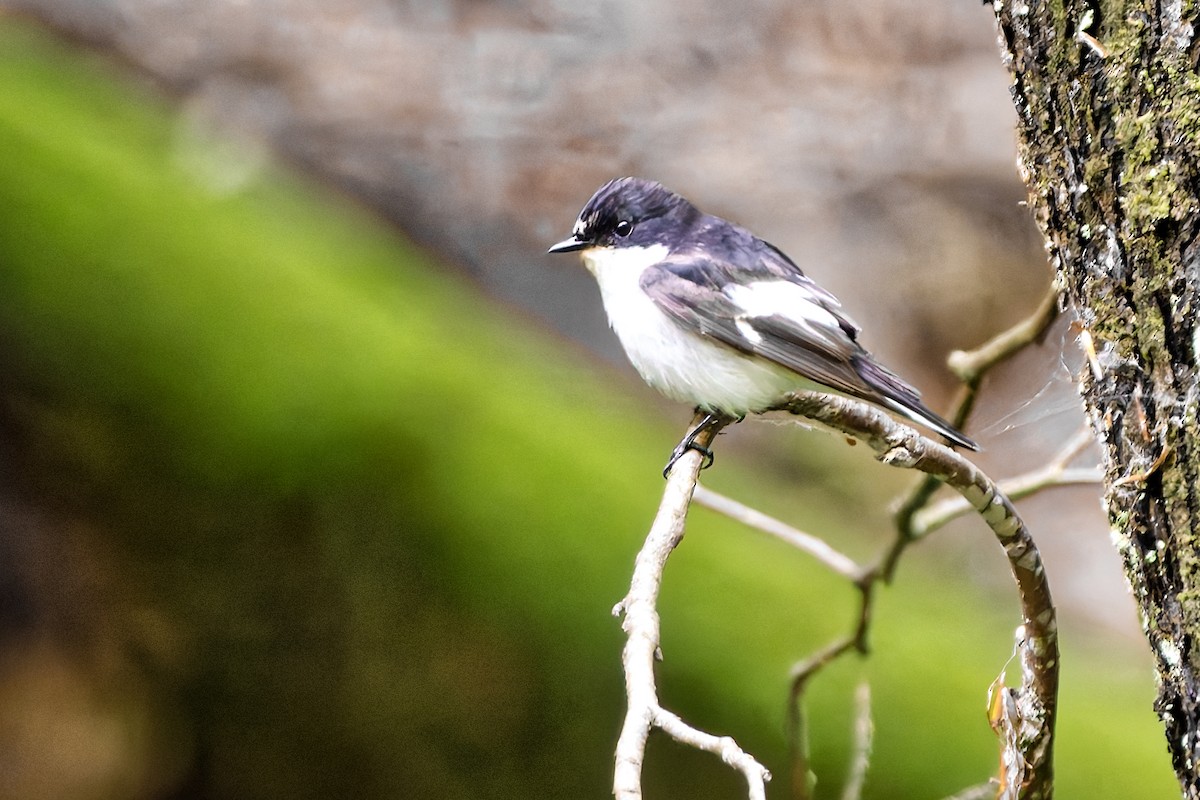 European Pied Flycatcher - ML637496559