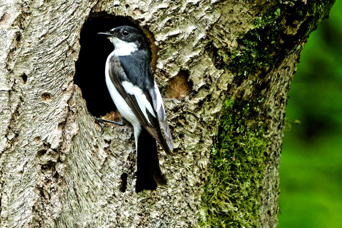 European Pied Flycatcher - ML637496560