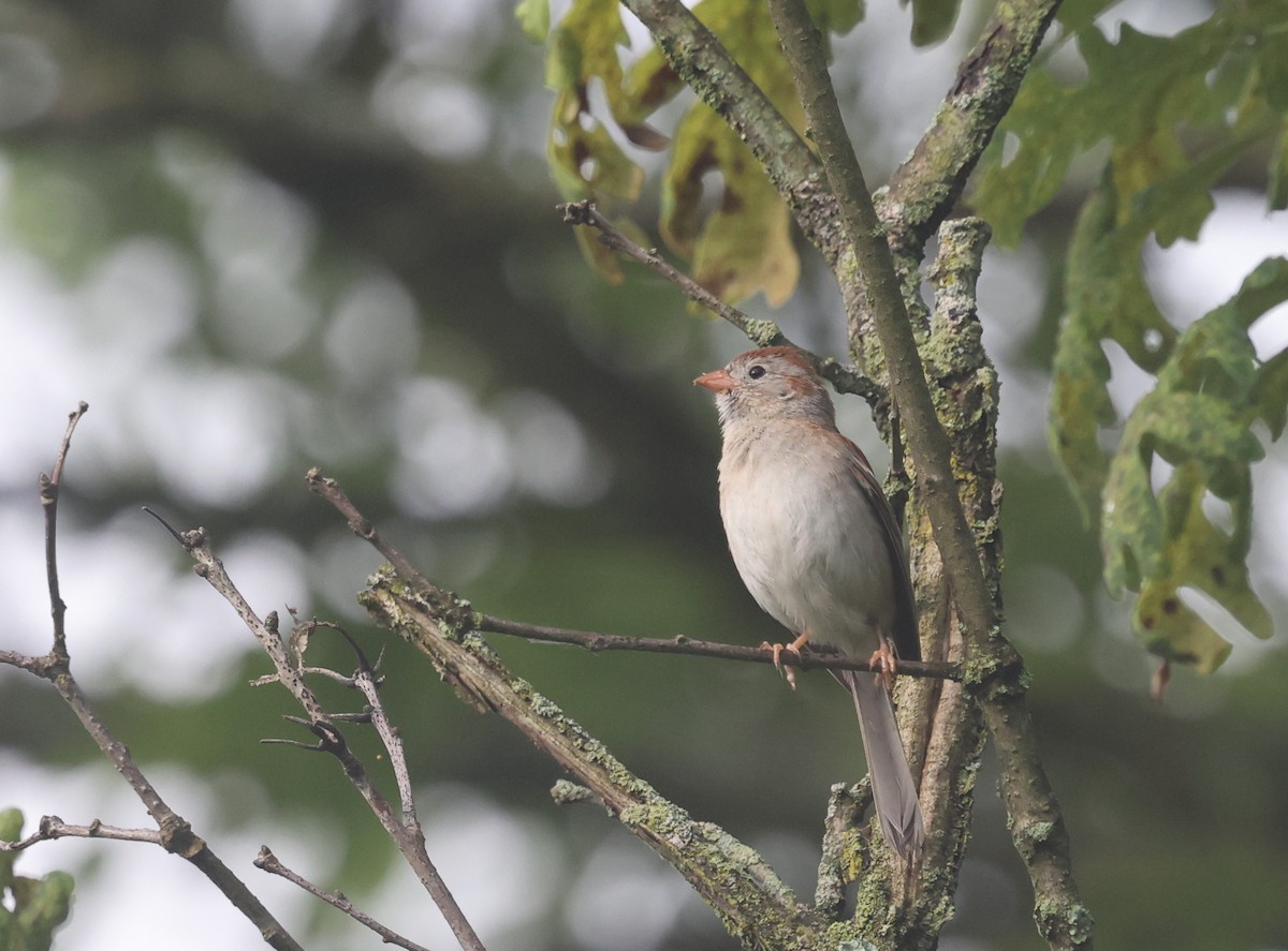 Field Sparrow - ML637496561