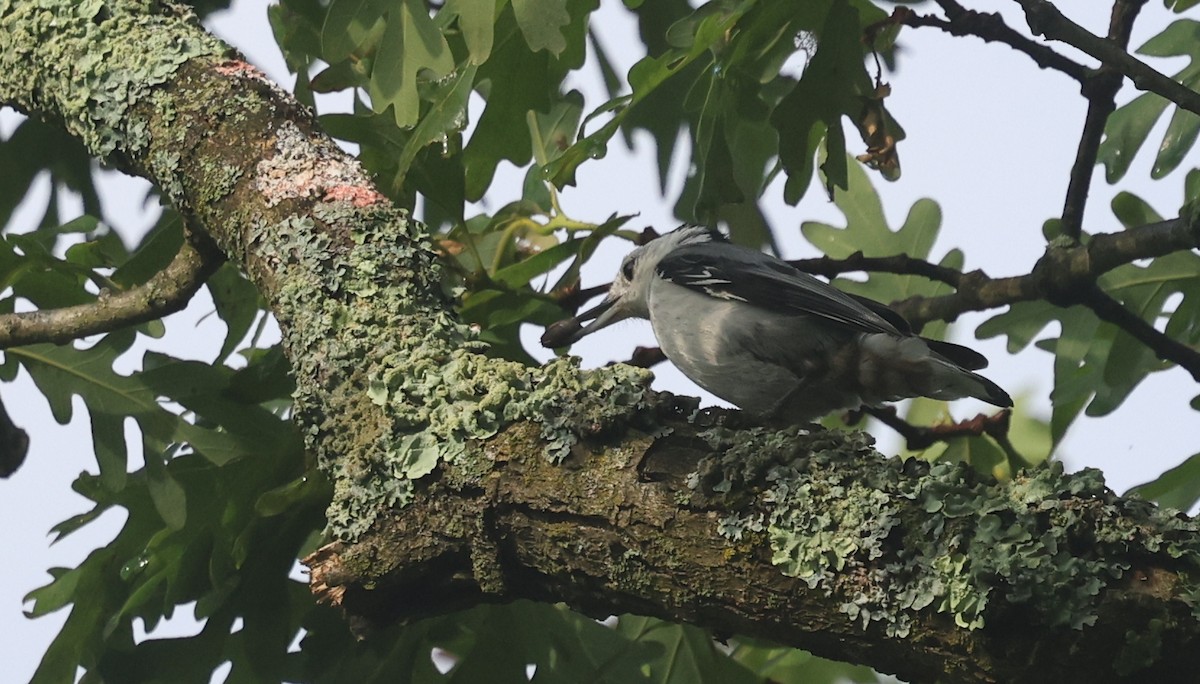 White-breasted Nuthatch - ML637496563