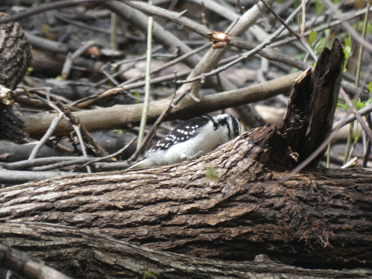 Hairy Woodpecker - ML637496564
