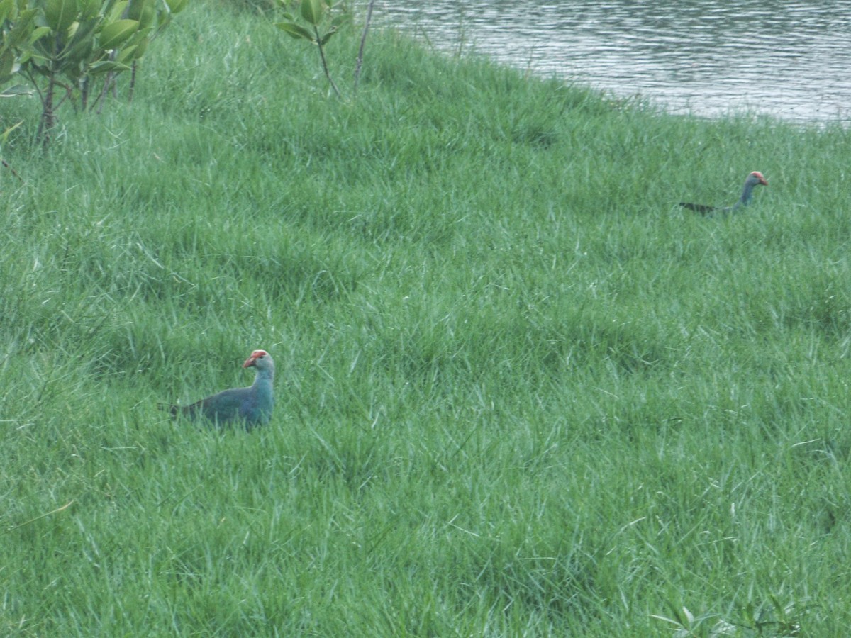 灰頭紫水雞 - ML637496567