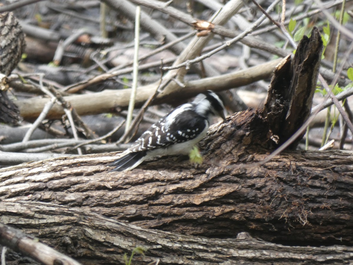 Hairy Woodpecker - ML637496569