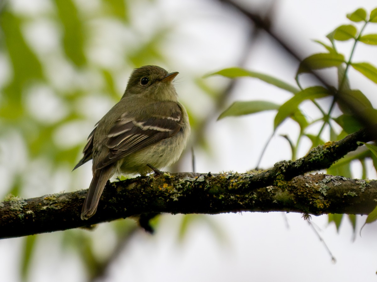 Yellow-bellied Flycatcher - ML637496570