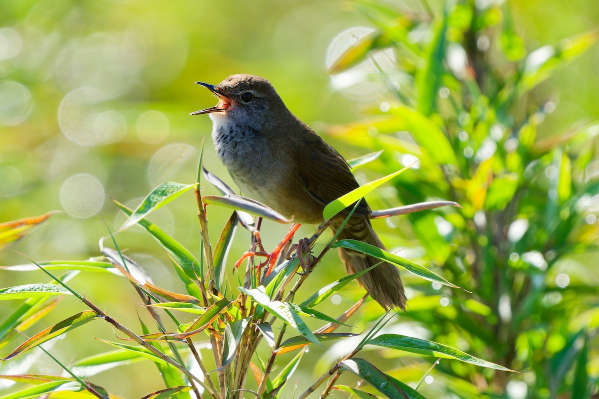 Spotted Bush Warbler - ML637496571