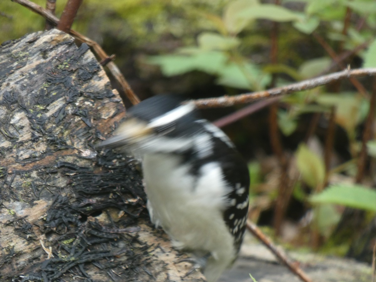 Hairy Woodpecker - ML637496572
