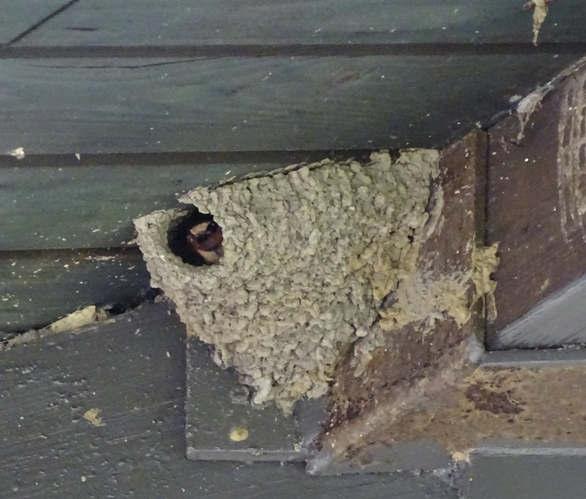 Cliff Swallow (pyrrhonota Group) - ML637496574