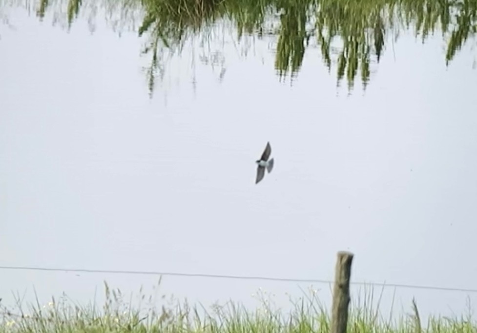 Tree Swallow - ML637496575