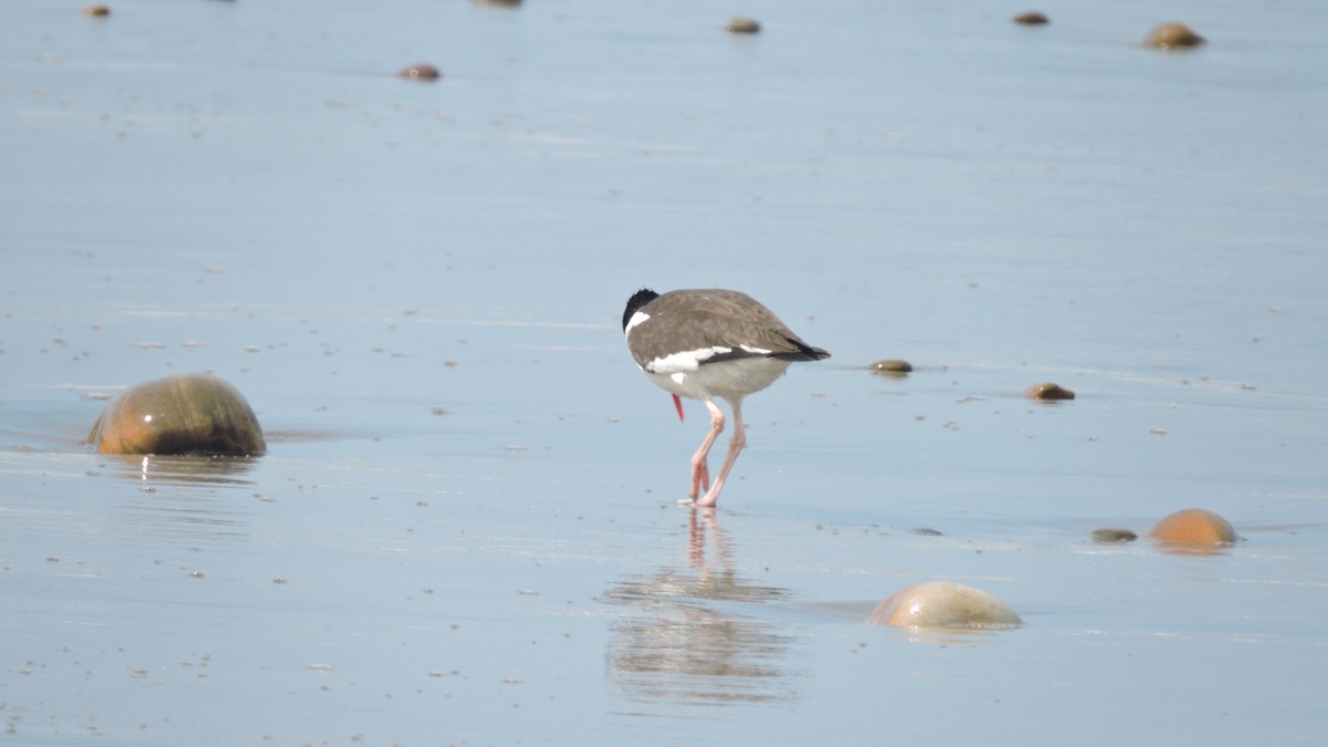 American Oystercatcher - ML637496578