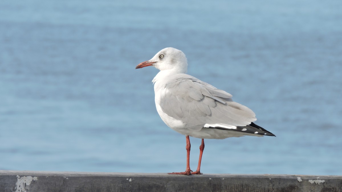 Gray-hooded Gull - ML637496580