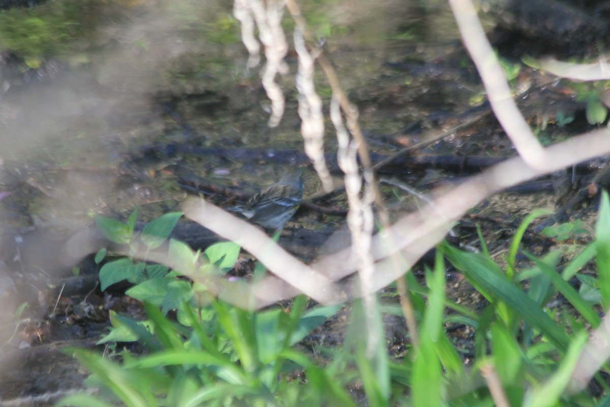 Yellow-rumped Warbler - ML637496581