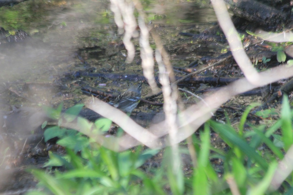 Yellow-rumped Warbler - ML637496582