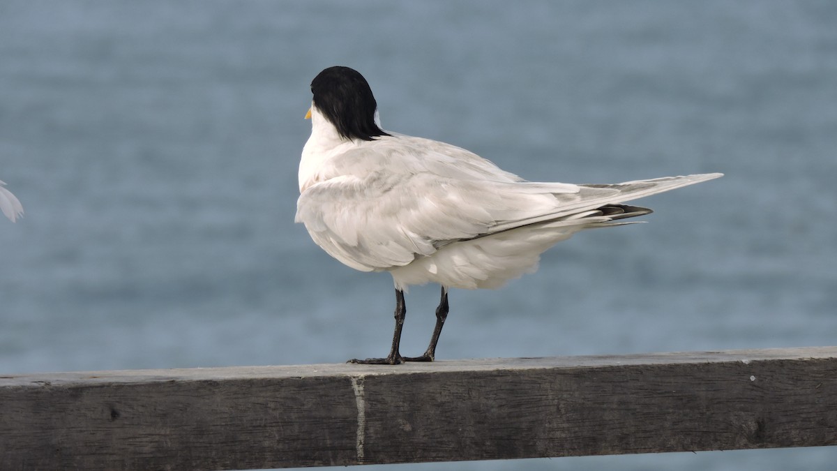Elegant Tern - ML637496601