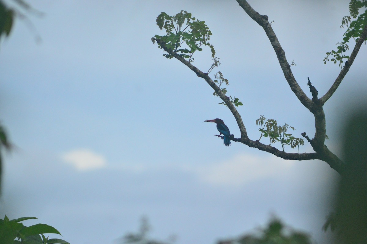 Brown-breasted Kingfisher - ML637496670