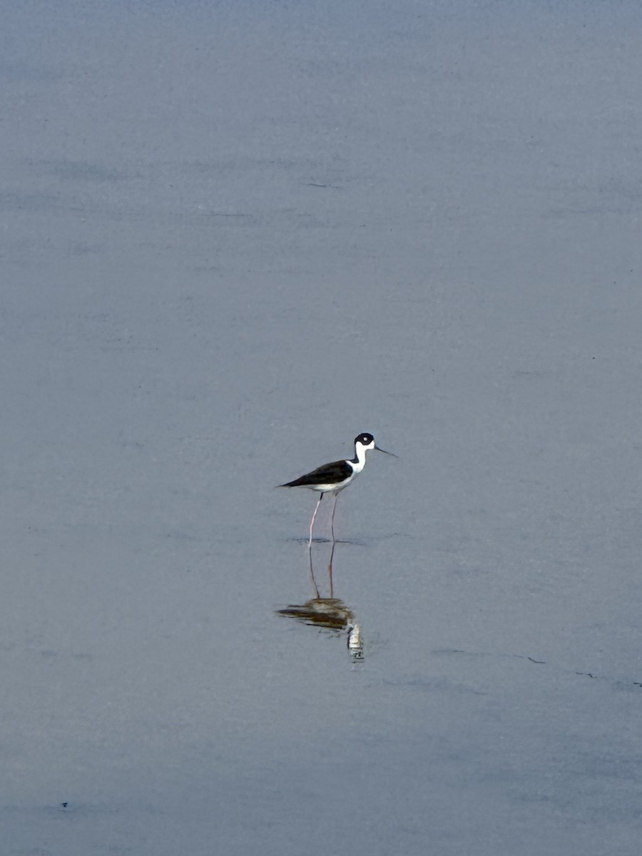 Black-necked Stilt - ML637496706