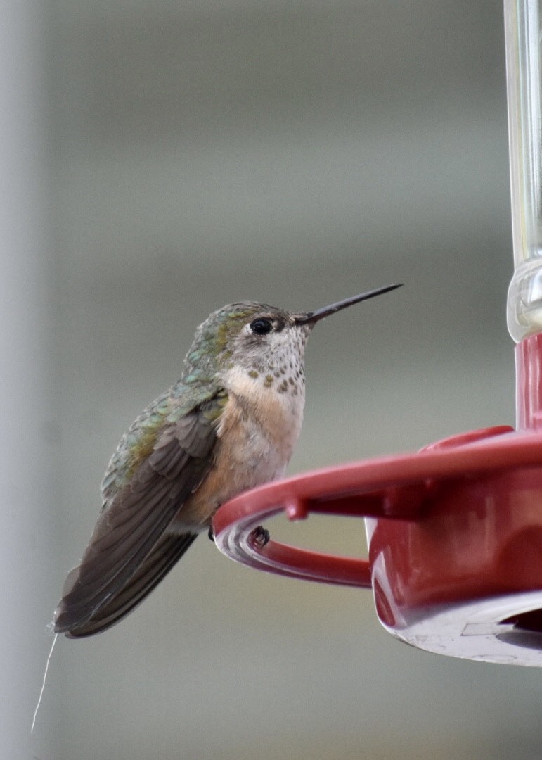 Calliope Hummingbird - ML637496708