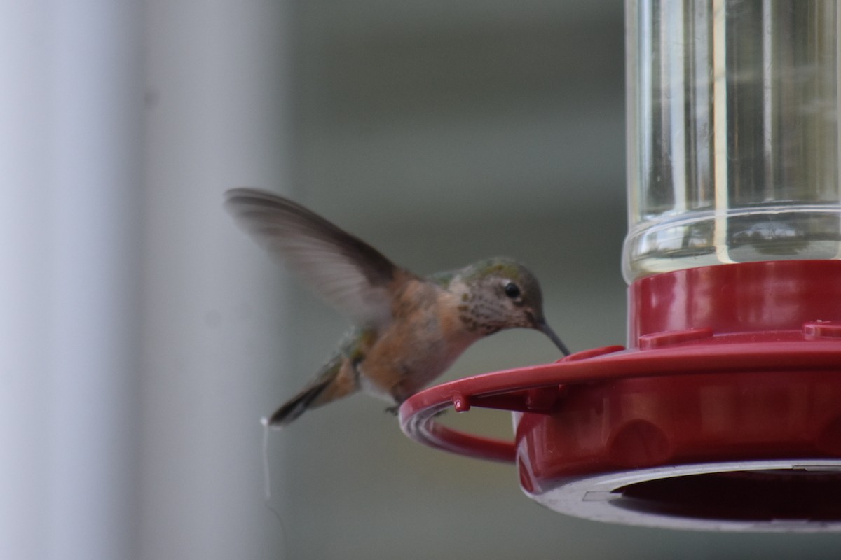 Calliope Hummingbird - ML637496709