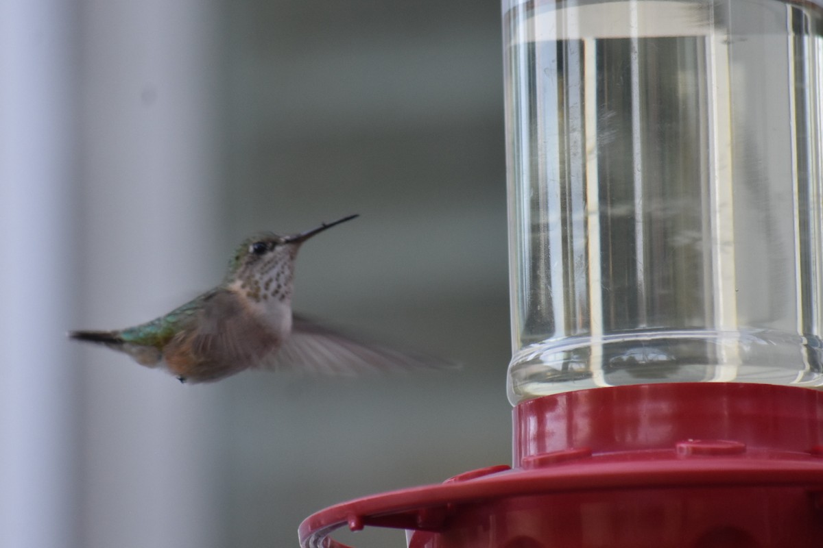 Calliope Hummingbird - ML637496710