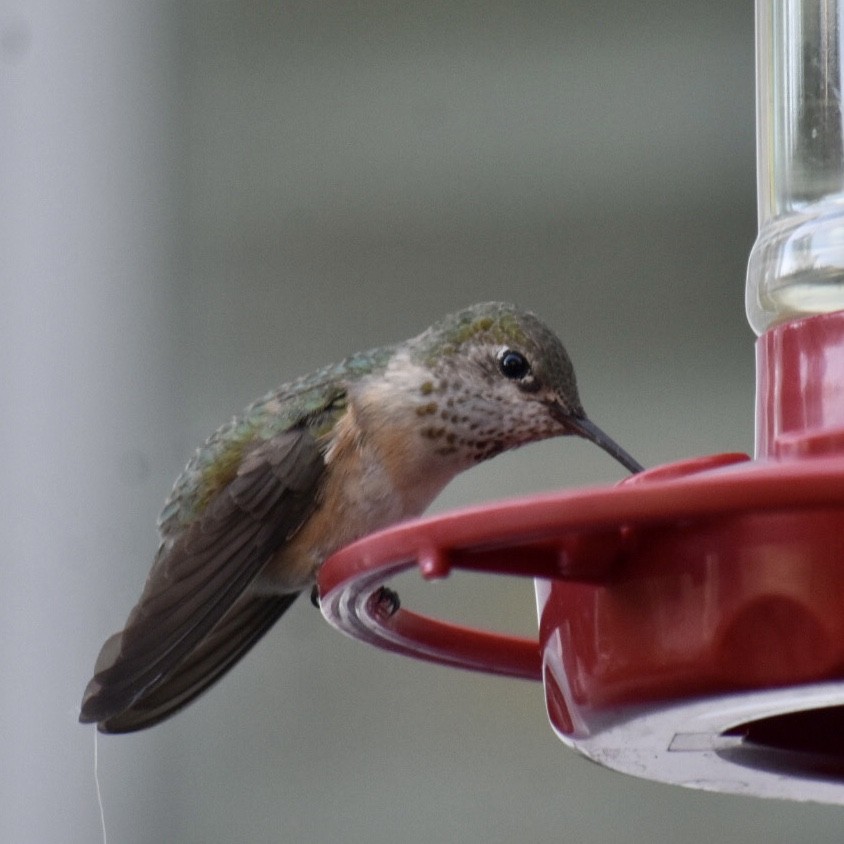 Calliope Hummingbird - ML637496711