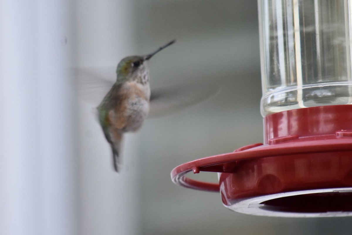 Calliope Hummingbird - ML637496712