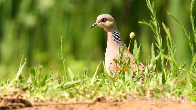 European Turtle-Dove - ML637496714