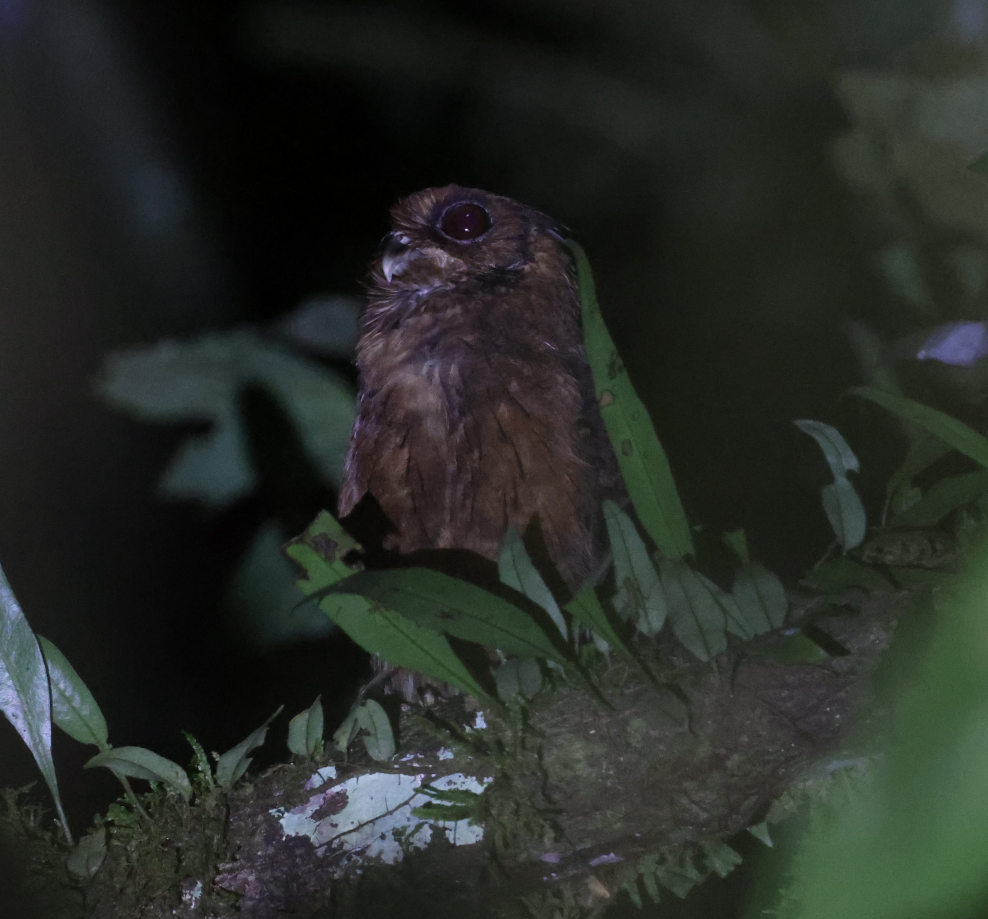 Tawny-bellied Screech-Owl - ML637496735