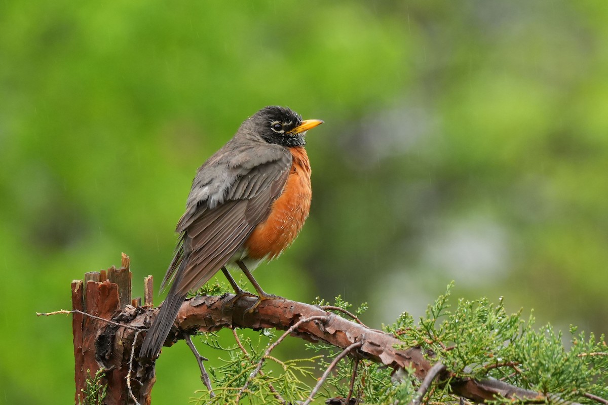 American Robin - ML637496747