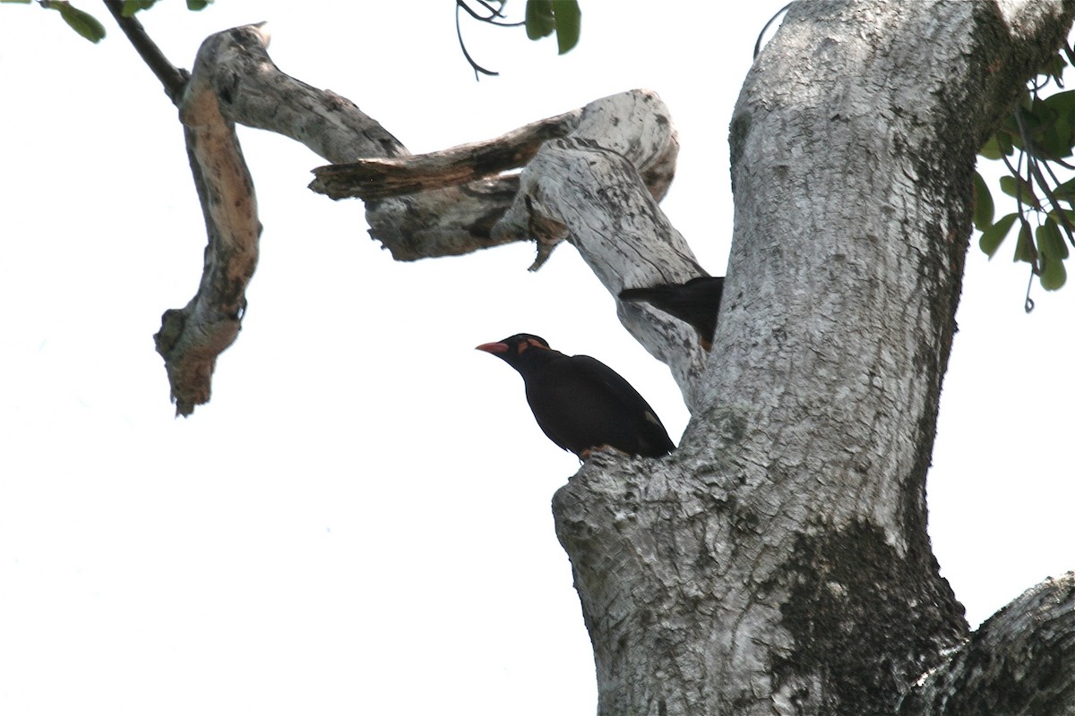 Common Hill Myna (Common) - ML637496752