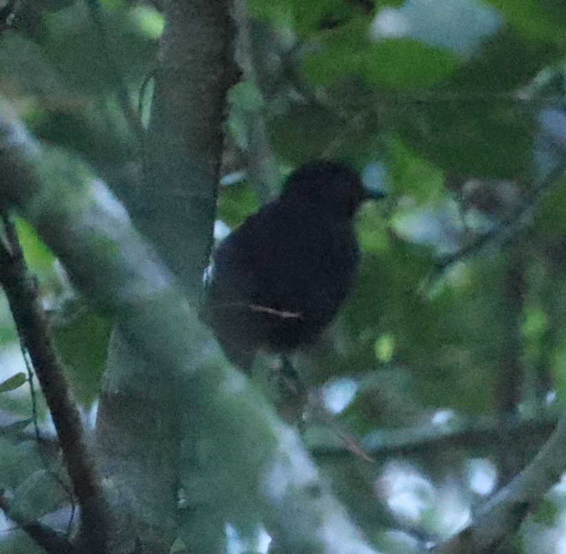 Cocha Antshrike - ML637496753
