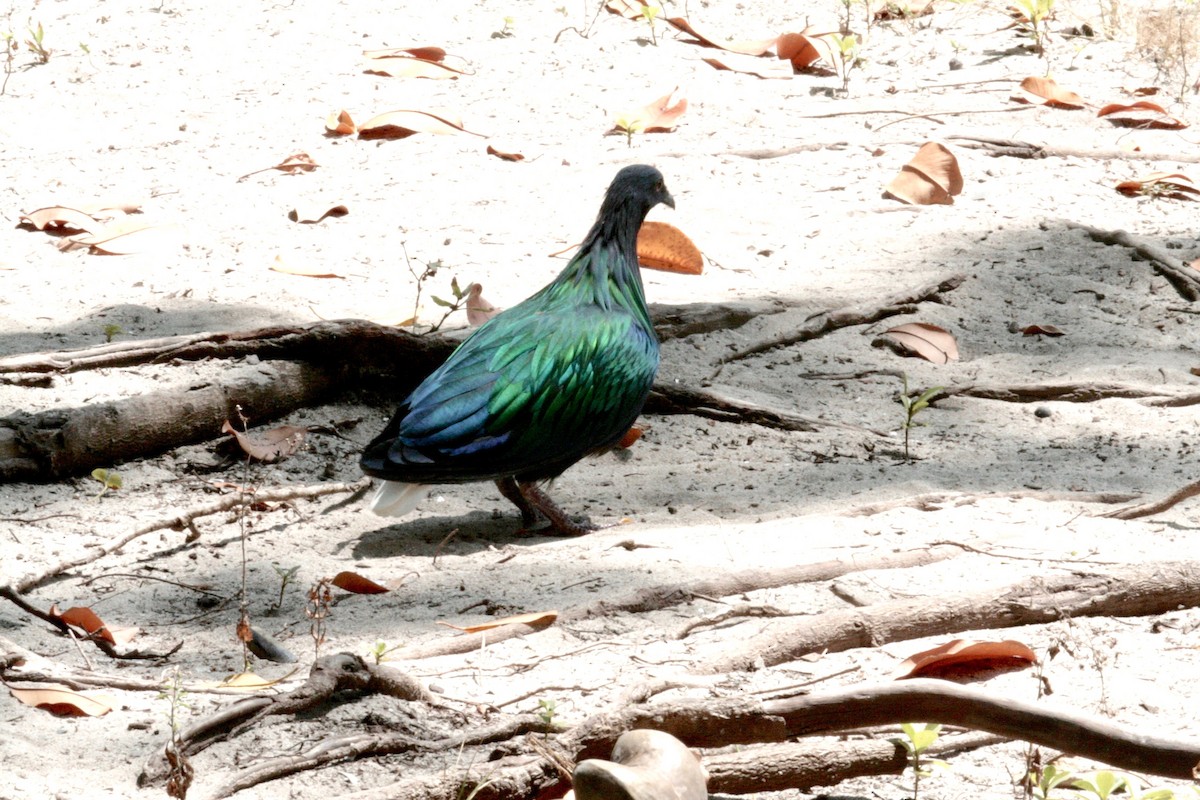 Nicobar Pigeon - ML637496755