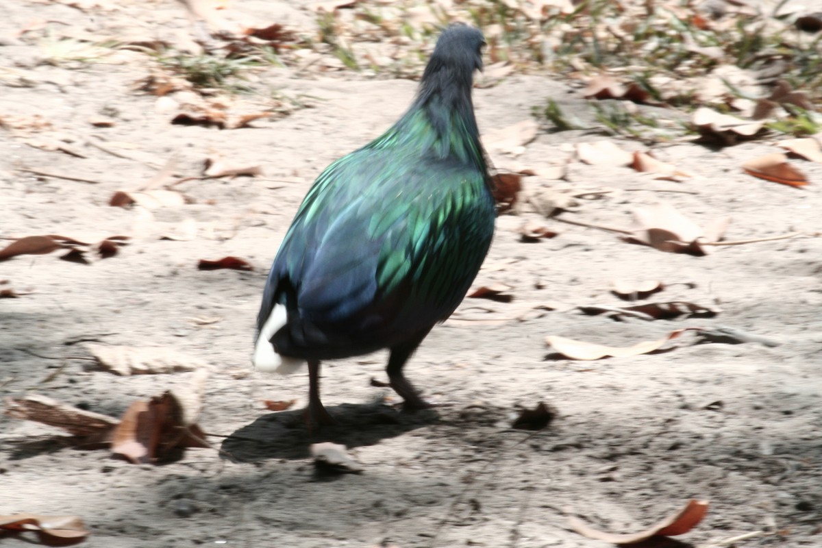 Nicobar Pigeon - ML637496756