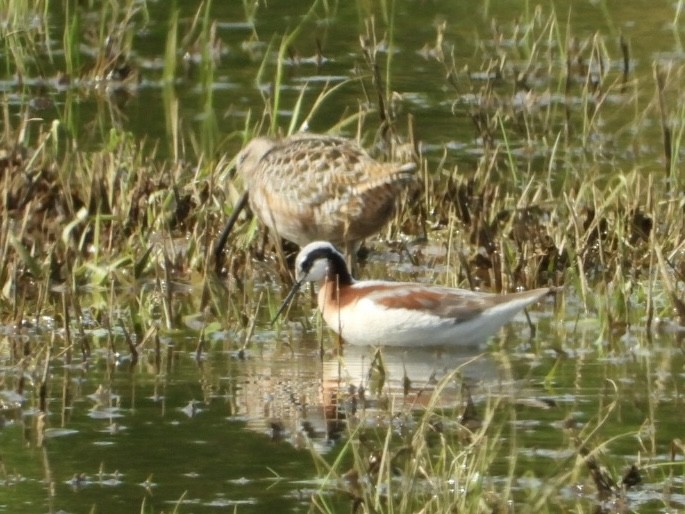 Wilson's Phalarope - ML637496759