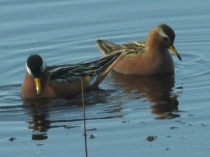 Red Phalarope - ML637496765