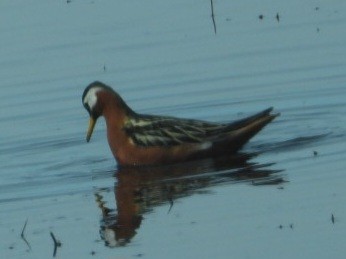Red Phalarope - ML637496766