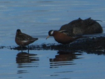 Red Phalarope - ML637496767