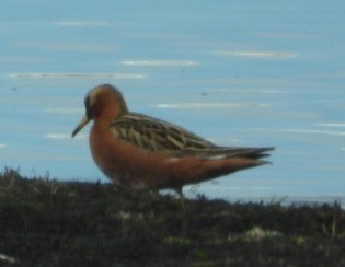 Red Phalarope - ML637496768
