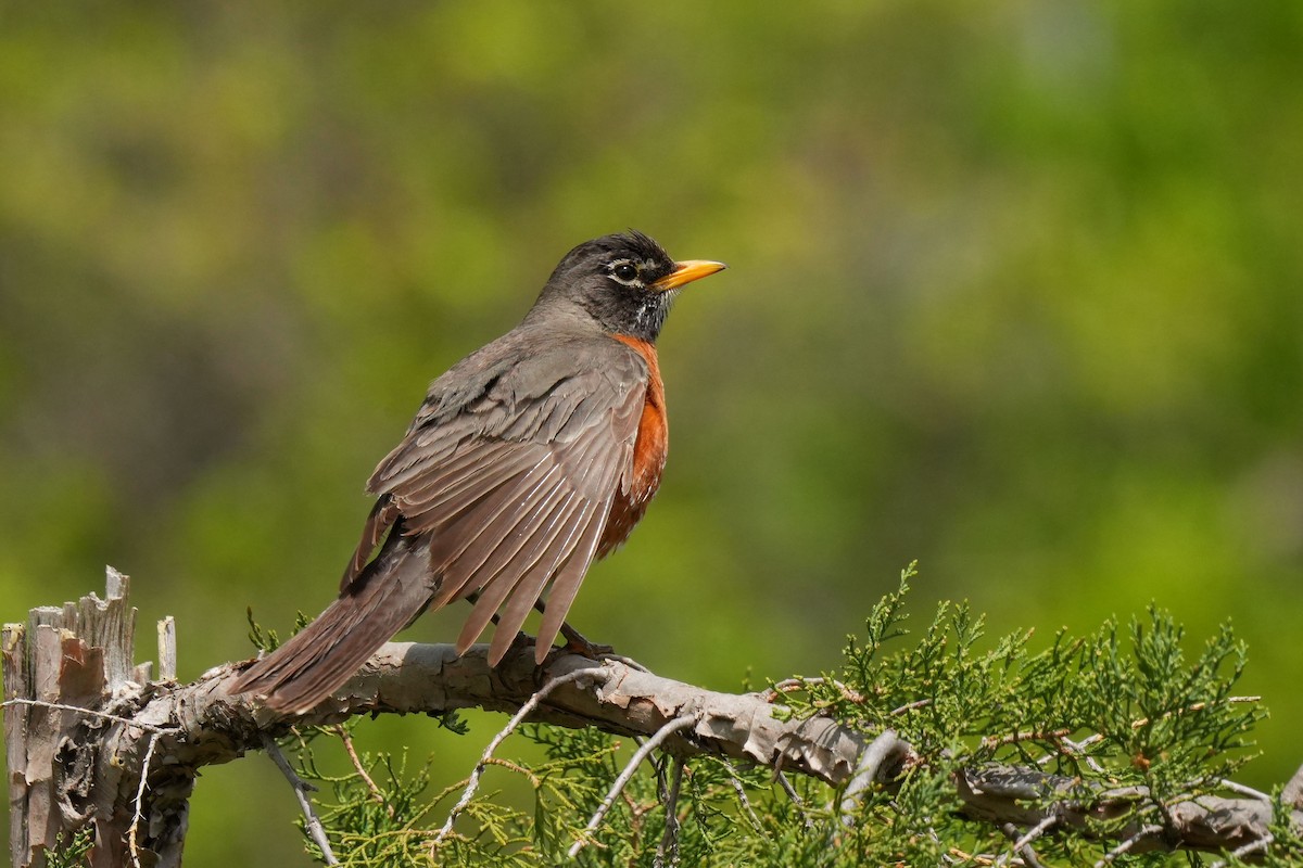 American Robin - ML637496772