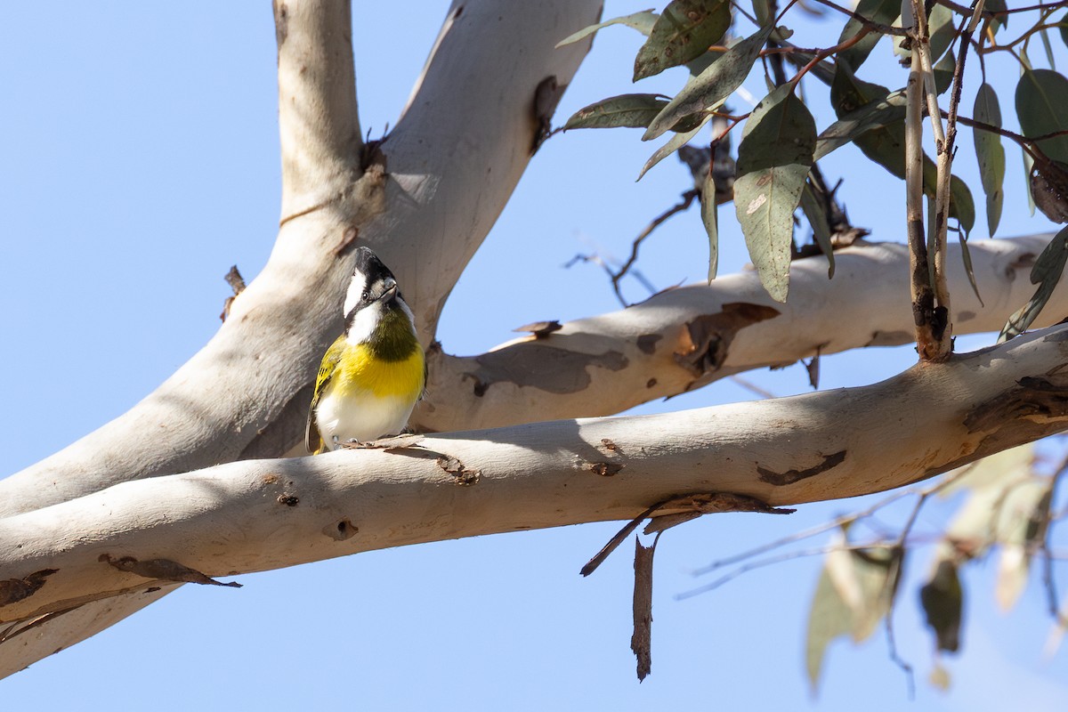Western Shrike-tit - ML637496812